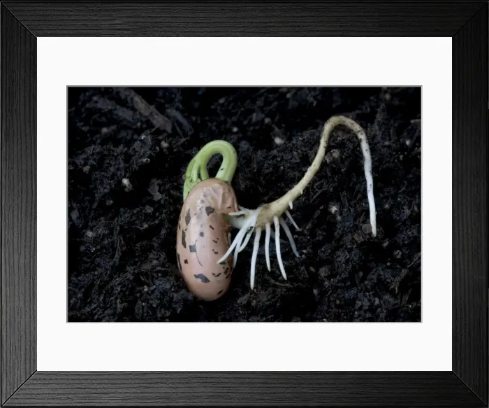 Framed Print : Germinating bean seed UK - root of germinating bean seed showing positive geotropism, with first leaves just emerging Framed Print : Germinating bean seed UK - root of germinating bean seed showing positive geotropism, with first leaves just emerging
