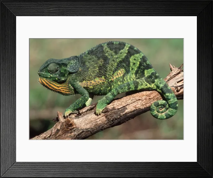 Framed Print : Flap-necked Chameleon Buhumba, Near Mwanza Tanzania Africa Framed Print : Flap-necked Chameleon Buhumba, Near Mwanza Tanzania Africa