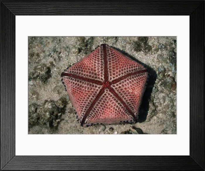 Framed Print : Ventral view of Cushion Star showing pentameric pattern Tanzania Framed Print : Ventral view of Cushion Star showing pentameric pattern Tanzania