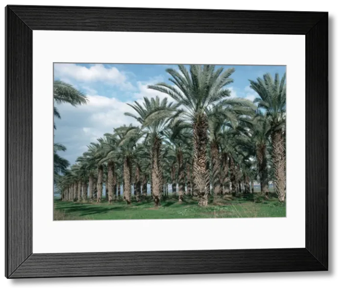 Framed Print : Plantation of date palms in Jordan Valley Israel Framed Print : Plantation of date palms in Jordan Valley Israel