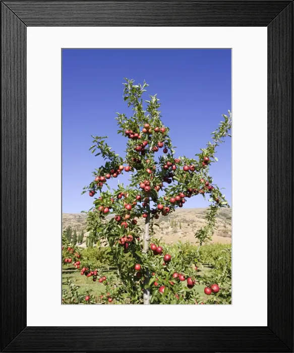 Framed Print : Ripe red apples in orchards near Cromwell. South Island New Zealand Framed Print : Ripe red apples in orchards near Cromwell. South Island New Zealand