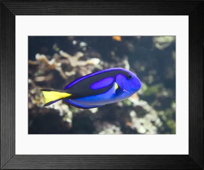 Framed Print : Blue hippo tang Paracanthus hepatus Oceanopolis Brest Brittany France Framed Print : Blue hippo tang Paracanthus hepatus Oceanopolis Brest Brittany France