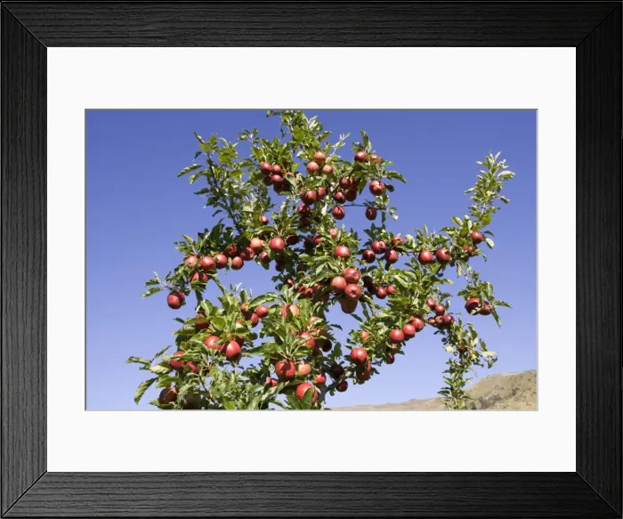 Framed Print : Ripe red apples in orchards near Cromwell. South Island - New Zealand Framed Print : Ripe red apples in orchards near Cromwell. South Island - New Zealand