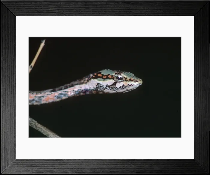 Framed Print : Southern Bird Snake - Chipata, Zambia Framed Print : Southern Bird Snake - Chipata, Zambia