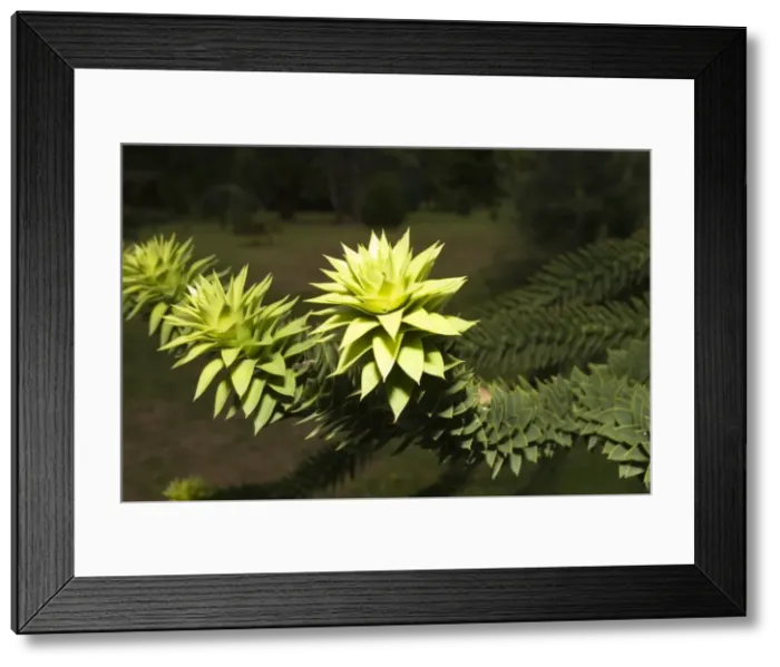 Framed Print : Monkey Puzzle - rosette of young leaves on end of branch Christchurch Botanical Gardens New Zealand Framed Print : Monkey Puzzle - rosette of young leaves on end of branch Christchurch Botanical Gardens New Zealand