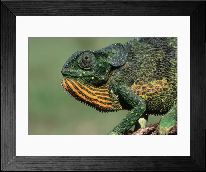 Framed Print : Flap-necked Chameleon Buhemba, Near Mwanza Tanzania Framed Print : Flap-necked Chameleon Buhemba, Near Mwanza Tanzania
