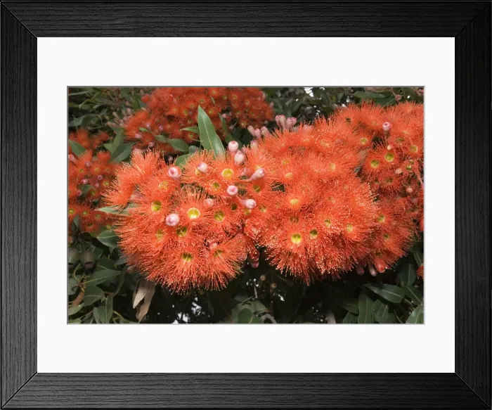 Framed Print : Pohutukawa tree - with brilliant red flowers. Kaikoura - South Island - New Zealand Framed Print : Pohutukawa tree - with brilliant red flowers. Kaikoura - South Island - New Zealand