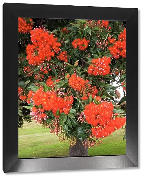 Pohutukawa tree - with brilliant red flowers. Kaikoura - South Island - New Zealand