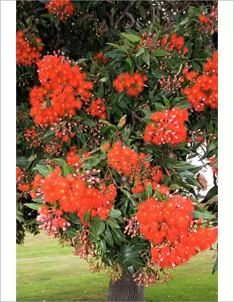 Pohutukawa tree - with brilliant red flowers. Kaikoura - South Island - New Zealand