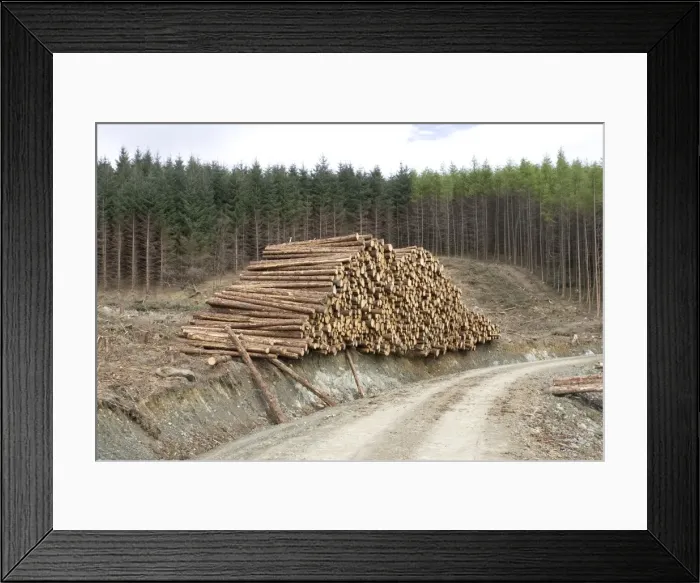Framed Print : Logging and forestry operations - Logs stacked ready for transportation Argyll Forest, Scotland Framed Print : Logging and forestry operations - Logs stacked ready for transportation Argyll Forest, Scotland