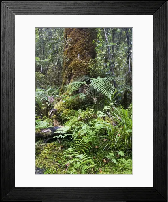 Framed Print : Forest - moss covered trees and ferns around Lake Matheson. South Westland - South Island - New Zealand Framed Print : Forest - moss covered trees and ferns around Lake Matheson. South Westland - South Island - New Zealand