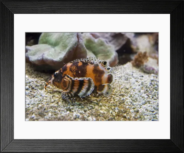 Framed Print : Dwarf lionfish Dendrochirus biocellatus Oceanopolis Brest Brittany France Framed Print : Dwarf lionfish Dendrochirus biocellatus Oceanopolis Brest Brittany France