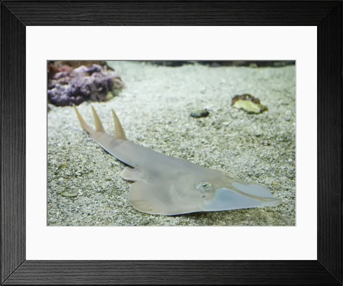 Framed Print : Giant Shovel-nose Ray Rhinobatos typus Oceanopolis Brest Brittany France Framed Print : Giant Shovel-nose Ray Rhinobatos typus Oceanopolis Brest Brittany France