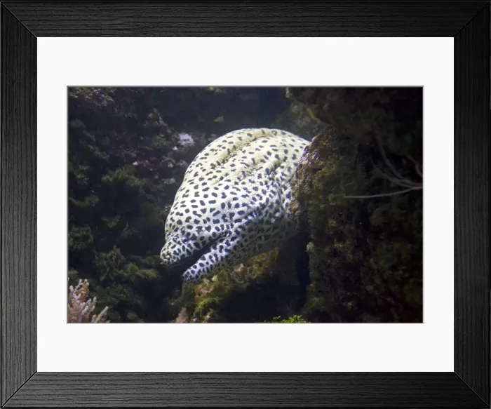 Framed Print : Leopard moray eel Gymnothorax melanospilos Oceanopolis Brest Brittany France Framed Print : Leopard moray eel Gymnothorax melanospilos Oceanopolis Brest Brittany France