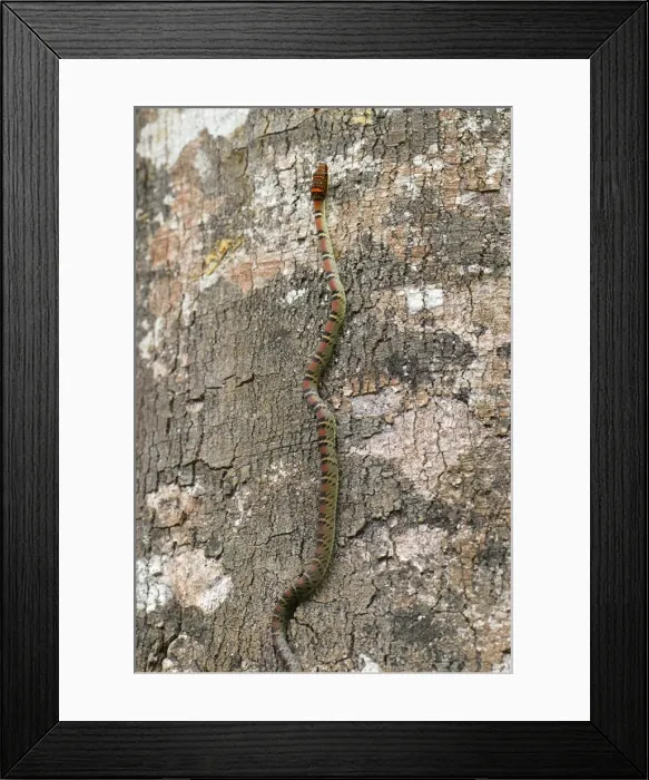 Framed Print : Twin Barred Tree Snake - on tree - Danum Valley Conservation Area - Sabah - Borneo - Malaysia Framed Print : Twin Barred Tree Snake - on tree - Danum Valley Conservation Area - Sabah - Borneo - Malaysia