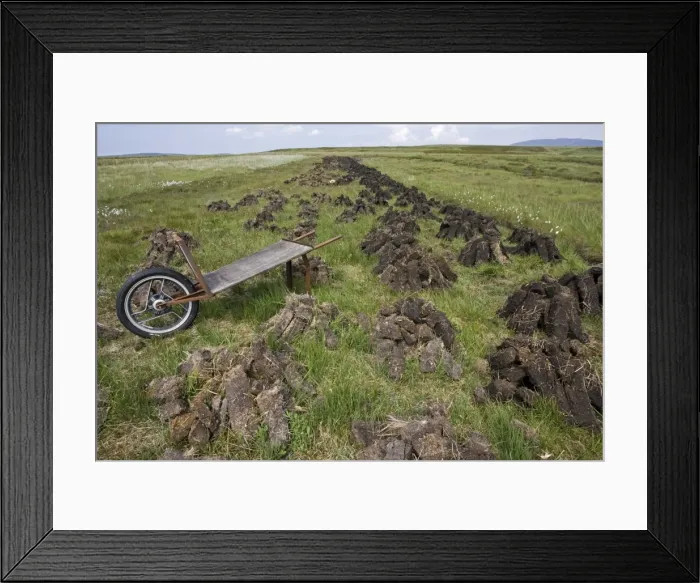 Framed Print : Recently dug peat blocks drying Isle of Islay Scotland UK