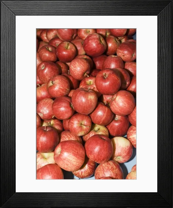 Framed Print : Apples - box full of ripe red apples near Alexandra. South Island - New Zealand Framed Print : Apples - box full of ripe red apples near Alexandra. South Island - New Zealand