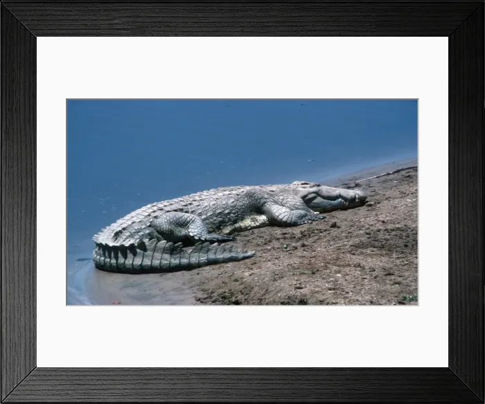 Framed Print : Nile Crocodile sunning on sandbank South Luangwa National Park Zambia Africa Framed Print : Nile Crocodile sunning on sandbank South Luangwa National Park Zambia Africa