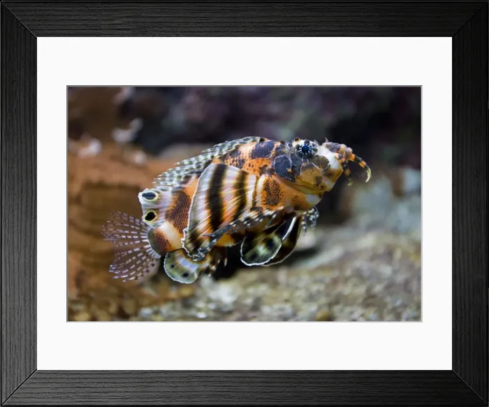 Framed Print : Dwarf lionfish Dendrochirus biocellatus Oceanopolis Brest Brittany France Framed Print : Dwarf lionfish Dendrochirus biocellatus Oceanopolis Brest Brittany France