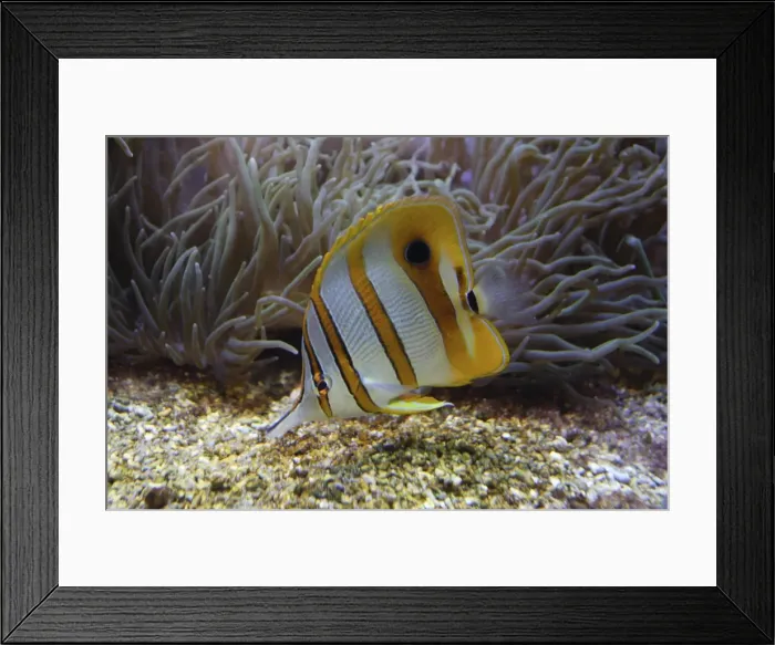 Framed Print : Beaked coralfish - Oceanopolis Brest, France Framed Print : Beaked coralfish - Oceanopolis Brest, France