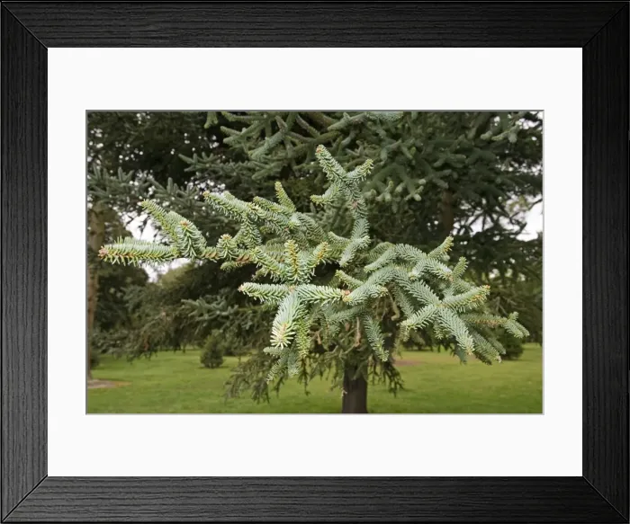 Framed Print : Spanish Fir - Branches and leaves. Christchurch Botanical Gardens - New Zealand Framed Print : Spanish Fir - Branches and leaves. Christchurch Botanical Gardens - New Zealand