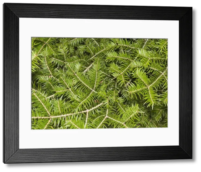 Framed Print : Japanese Fir - Pine needles  /  leaves. Christchurch Botanical Gardens - New Zealand