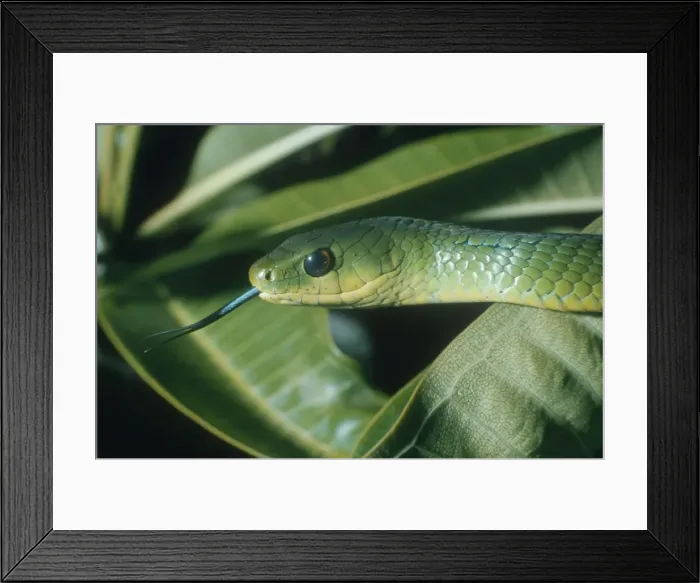 Framed Print : East African Bush Snake - Nairobi, Kenya, Africa Framed Print : East African Bush Snake - Nairobi, Kenya, Africa