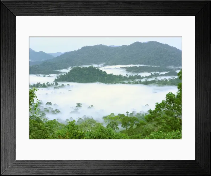 Framed Print : Canopy of lowland rainforest at dawn with fog - Danum Valley Conservation Area - Sabah - Borneo - Malaysia Framed Print : Canopy of lowland rainforest at dawn with fog - Danum Valley Conservation Area - Sabah - Borneo - Malaysia