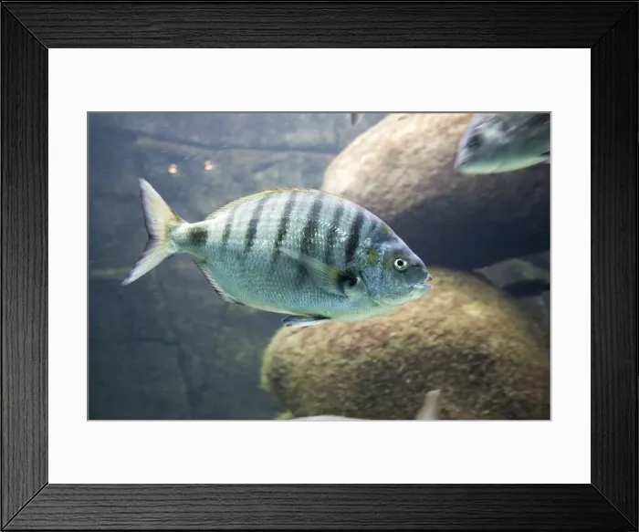 Framed Print : Diplodus sp sea bream Oceanopolis Brest Brittany France Framed Print : Diplodus sp sea bream Oceanopolis Brest Brittany France