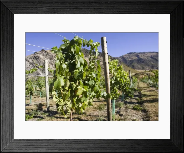 Framed Print : Grapes - growing in new vineyards planted near Queenstown. South Island - New Zealand Framed Print : Grapes - growing in new vineyards planted near Queenstown. South Island - New Zealand