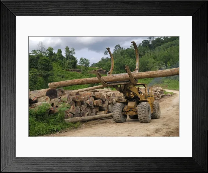 Framed Print : Timber at a logging area near the Danum Valley Conservation Area - Sabah - Borneo Framed Print : Timber at a logging area near the Danum Valley Conservation Area - Sabah - Borneo