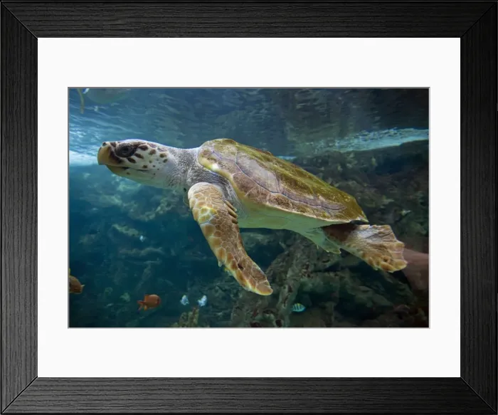 Framed Print : Hawksbill turtle Eretmochelys imbricata Oceanopolis Brest Brittany France Framed Print : Hawksbill turtle Eretmochelys imbricata Oceanopolis Brest Brittany France