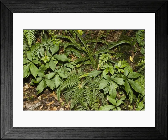 Framed Print : Ferns and other flora growing on forest floor. Tararua Forest Park - North Island - New Zealand Framed Print : Ferns and other flora growing on forest floor. Tararua Forest Park - North Island - New Zealand