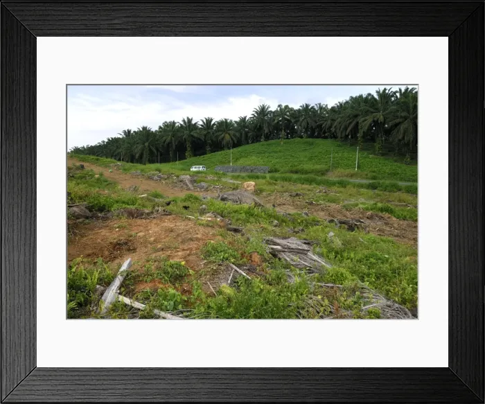 Framed Print : Deforestation area - with oil palm plantation - Sabah - Borneo - Malaysia Framed Print : Deforestation area - with oil palm plantation - Sabah - Borneo - Malaysia
