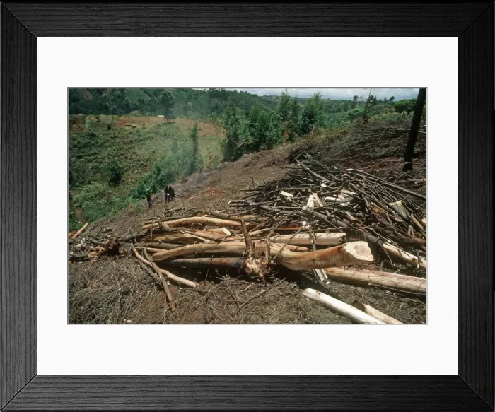 Framed Print : Freshly felled trees awaiting charcoal burning in Aberdares Kenya Framed Print : Freshly felled trees awaiting charcoal burning in Aberdares Kenya