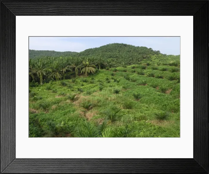 Framed Print : Deforestation area - with oil palm plantation - Sabah - Borneo - Malaysia Framed Print : Deforestation area - with oil palm plantation - Sabah - Borneo - Malaysia