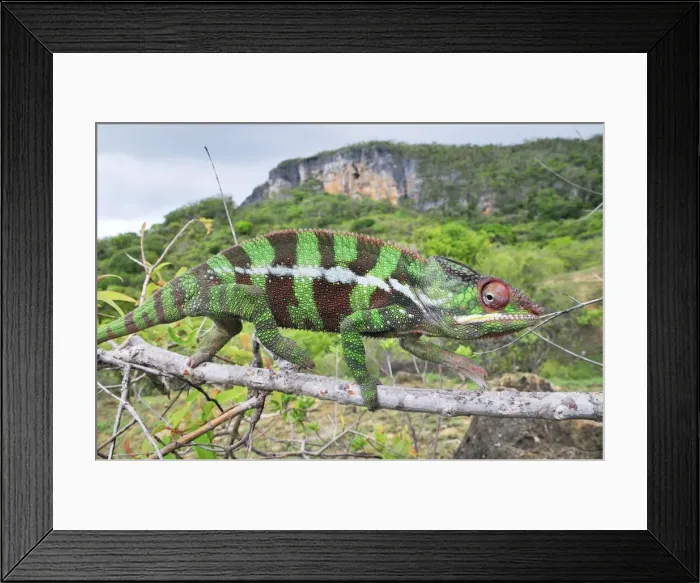 Framed Print : Panther Chameleon - male on branch - Montagne des Francais Reserve - Antsiranana - Northern Madagascar Framed Print : Panther Chameleon - male on branch - Montagne des Francais Reserve - Antsiranana - Northern Madagascar