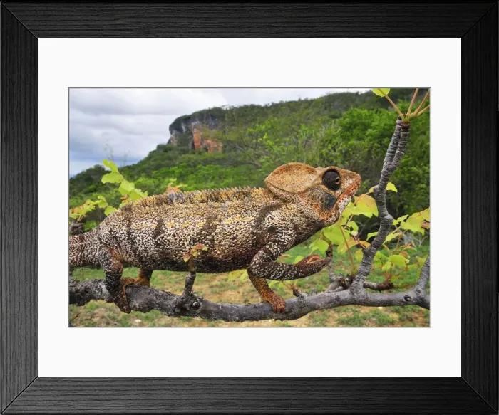 Framed Print : Giant Madagascar / Oustalet's Chameleon - male on branch - Montagne des Francais Reserve - Antsiranana - Northern Madagascar Framed Print : Giant Madagascar / Oustalet's Chameleon - male on branch - Montagne des Francais Reserve - Antsiranana - Northern Madagascar