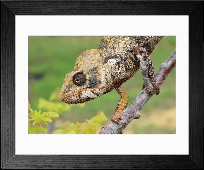 Framed Print : Giant Madagascar / Oustalet's Chameleon - male on branch - Montagne des Francais Reserve - Antsiranana - Northern Madagascar Framed Print : Giant Madagascar / Oustalet's Chameleon - male on branch - Montagne des Francais Reserve - Antsiranana - Northern Madagascar