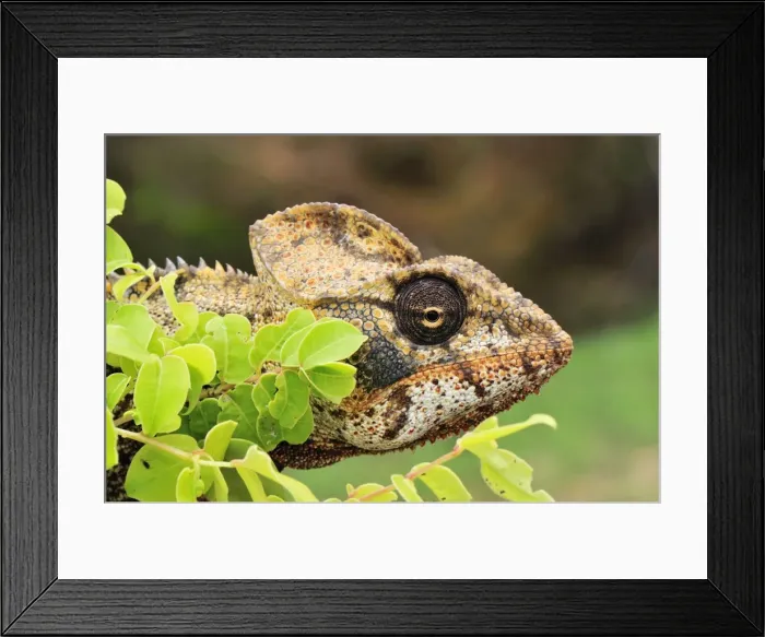 Framed Print : Giant Madagascar / Oustalet's Chameleon - male - Montagne des Francais Reserve - Antsiranana - Northern Madagascar Framed Print : Giant Madagascar / Oustalet's Chameleon - male - Montagne des Francais Reserve - Antsiranana - Northern Madagascar