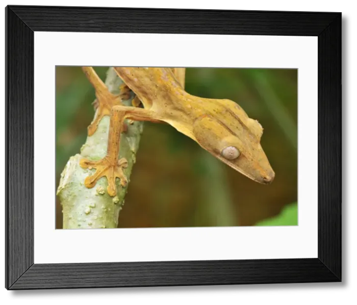 Framed Print : Lined Leaf-tailed Gecko - Masoala National Park - Madagascar Framed Print : Lined Leaf-tailed Gecko - Masoala National Park - Madagascar