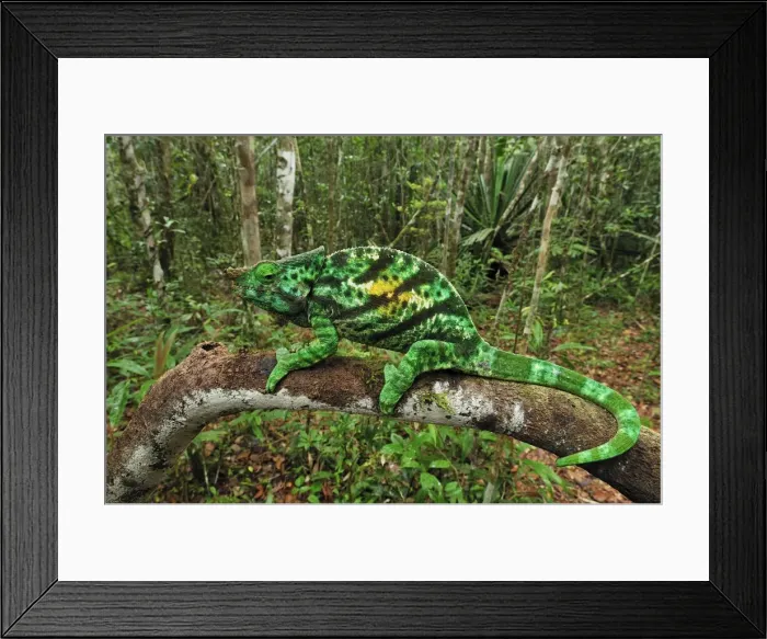 Framed Print : Parson's Chameleons - male - Andasibe-Mantadia National Park - Eastern-central Madagascar Framed Print : Parson's Chameleons - male - Andasibe-Mantadia National Park - Eastern-central Madagascar