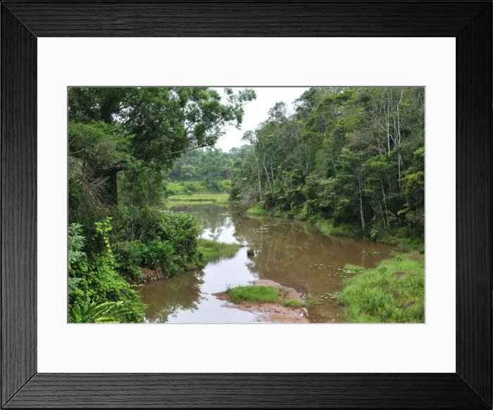 Framed Print : Tropical rainforest - Andasibe-Mantadia National Park - East-central Madagascar Framed Print : Tropical rainforest - Andasibe-Mantadia National Park - East-central Madagascar