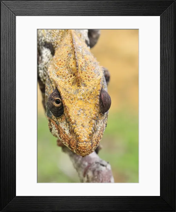 Framed Print : Giant Madagascar / Oustalet's Chameleon - male - Sequence 2 of 2 - Montagne des Francais Reserve - Antsiranana - Northern Madagascar Framed Print : Giant Madagascar / Oustalet's Chameleon - male - Sequence 2 of 2 - Montagne des Francais Reserve - Antsiranana - Northern Madagascar