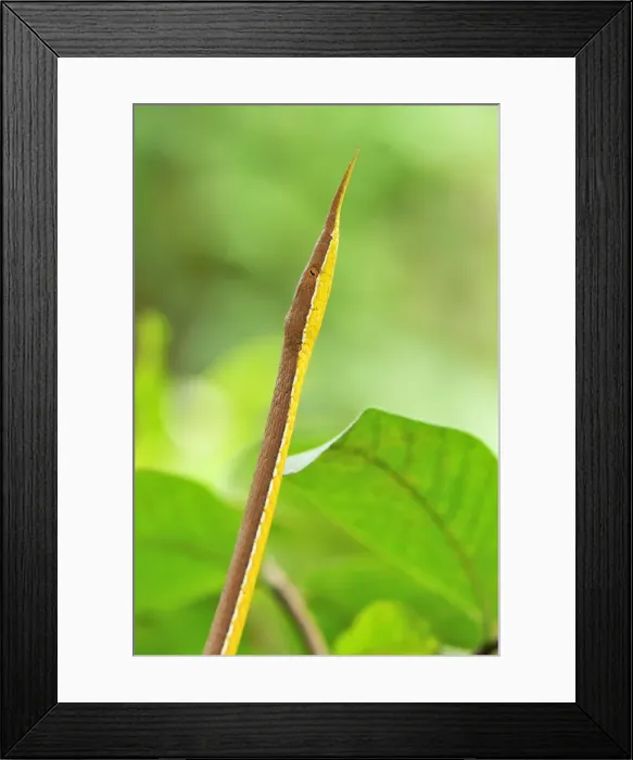 Framed Print : Madagascan Twig-nosed Snake / Spear-nosed Snake - male - Northern Madagascar Framed Print : Madagascan Twig-nosed Snake / Spear-nosed Snake - male - Northern Madagascar