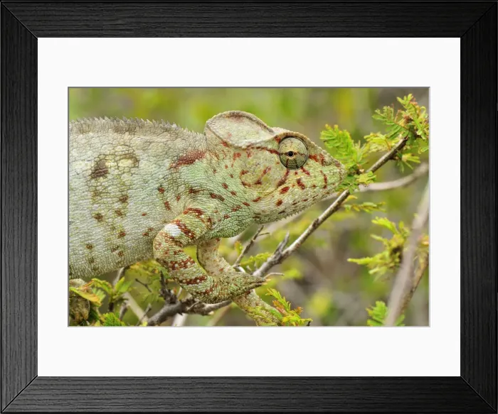Framed Print : Giant Madagascar / Oustalet's Chameleon - female - Montagne des Francais Reserve - Antsiranana - Northern Madagascar Framed Print : Giant Madagascar / Oustalet's Chameleon - female - Montagne des Francais Reserve - Antsiranana - Northern Madagascar