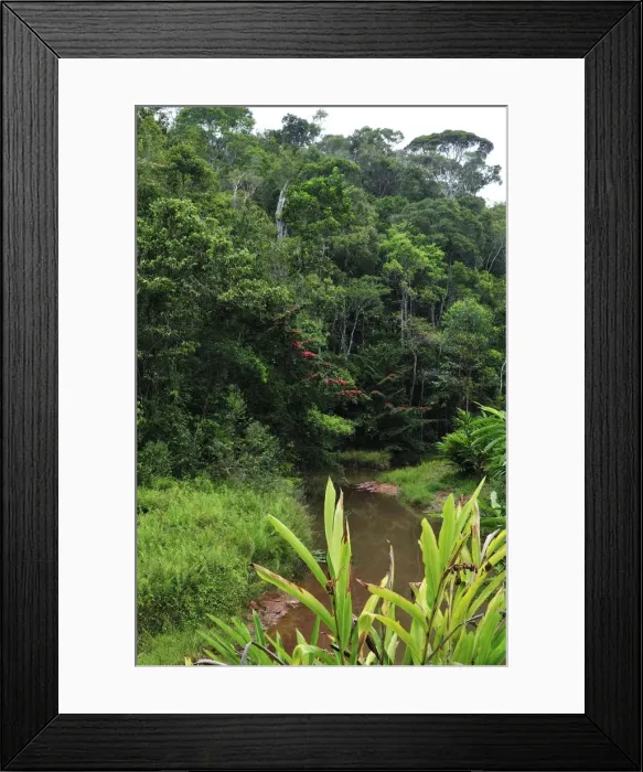 Framed Print : Tropical rainforest - Andasibe-Mantadia National Park - East-central Madagascar Framed Print : Tropical rainforest - Andasibe-Mantadia National Park - East-central Madagascar