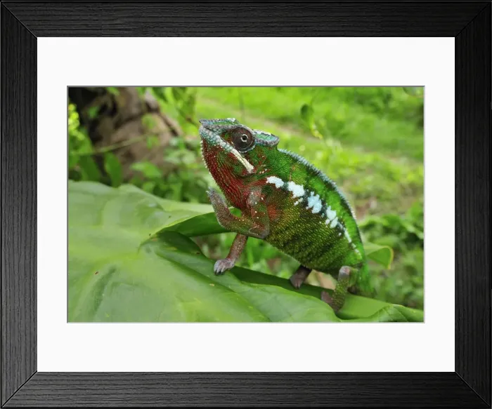 Framed Print : Panther Chameleon - male - Andasibe-Mantadia National Park - Eastern-central Madagascar Framed Print : Panther Chameleon - male - Andasibe-Mantadia National Park - Eastern-central Madagascar