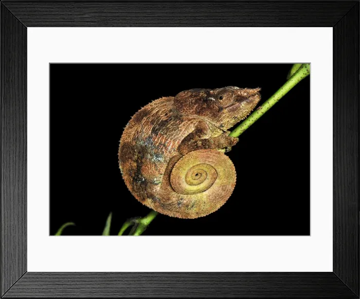Framed Print : Amber Chameleon - Montagne d'Ambre National Park - Antsiranana - Northern Madagascar Framed Print : Amber Chameleon - Montagne d'Ambre National Park - Antsiranana - Northern Madagascar