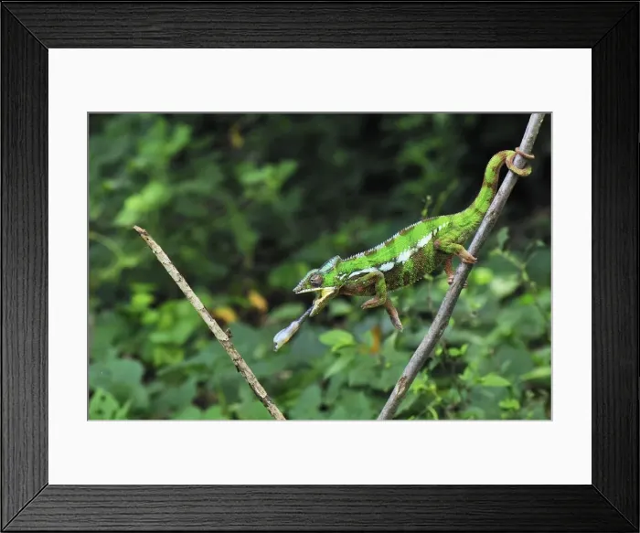 Framed Print : Panther Chameleon - male hunting an insect - Andasibe-Mantadia National Park - Eastern-central Madagascar Framed Print : Panther Chameleon - male hunting an insect - Andasibe-Mantadia National Park - Eastern-central Madagascar